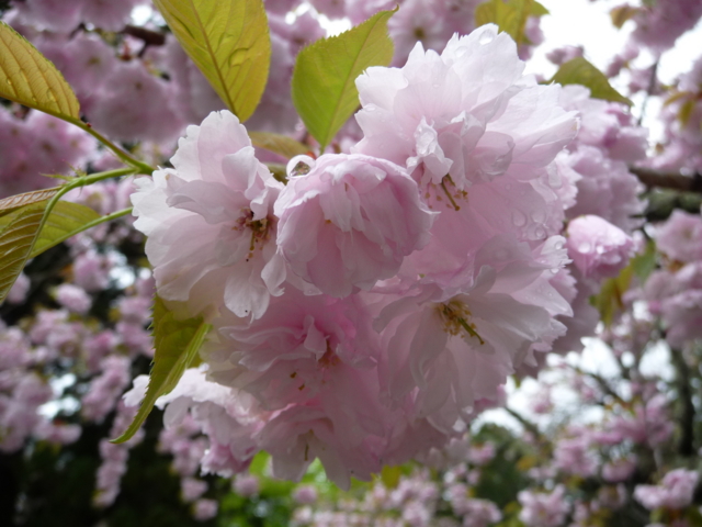 鹽竈桜の癒し