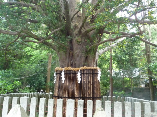 速玉神社のナギの木