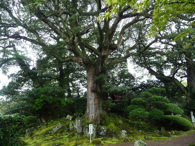 蚶満寺のタブの木
